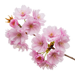 cherry blossom isolated on white
