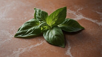 Fresh Basil Leaves on Terracotta