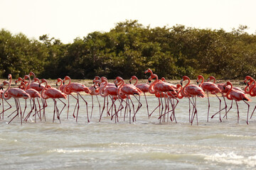 Fototapeta premium Grace in the Wind: Flamingos of Punta Gallinas