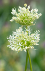 Two white flowers of the ornamental leek in close-up in portrait format. Other flowers in the background.