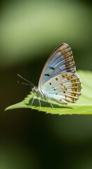A delicate butterfly with iridescent pale blue and orange markings resting on a vibrant green leaf. Macro photography capturing the intricate details of this beautiful insect in its natural habitat.