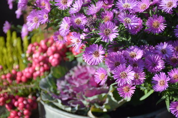 flowers in a pot