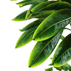 Vibrant Green Ficus Leaves Botanical Texture and Nature Photography on transparent Background
