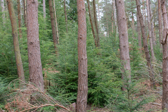 A mixed conifer forest with trees regenerating naturally.