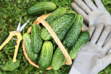 Freshly harvested cucumbers in basket on green grass close up top view. Green organic beautiful...