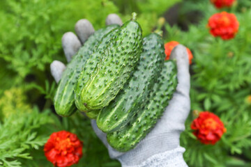 Fresh cucumbers in farmer hand close up. Harvesting green organic cucumber harvest in garden