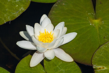 Wasserlilie Lotusblume weiß  © pusteflower9024