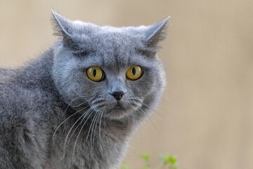 A grey cat with yellow eyes stares at the camera. The cat's fur is long and fluffy, giving it a...