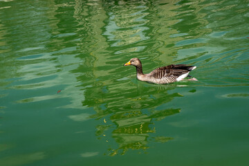 A greylag goose glides across calm green water with rippling reflections, creating a peaceful and...