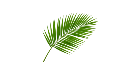 tropical nature green palm leaf on transparent background png file