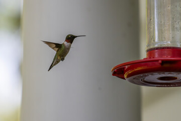 A tiny hummingbird with iridescent green feathers hovers in mid-air, its wings a blur, approaching...