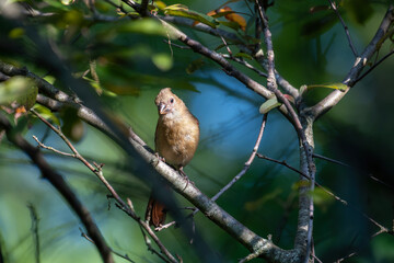 A female Northern Cardinal, feeding on bug, with soft brown plumage and hints of red, perches on a tree branch. Her crest is visible, and the surrounding leaves create a natural, dappled backdrop.