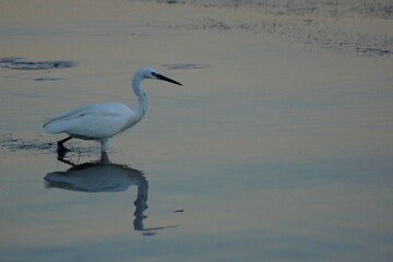 aigrette à la pêche, petite Camargue