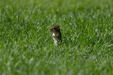 A small chipmunk stands on its hind legs in a vibrant green lawn, peering above the tall blades of grass with an alert expression, blending into its natural surroundings.