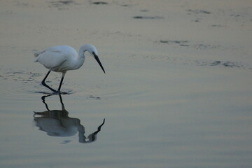 aigrette à la pêche, petite Camargue
