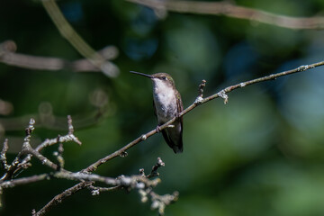 A tiny hummingbird perches delicately on a bare tree branch, its slender beak pointed slightly...