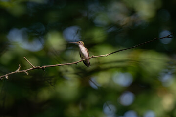 A Ruby-throated Hummingbird perches on a branch, its iridescent green head feathers subtly catching the light. Its slender beak is prominent,
