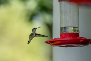 A tiny hummingbird with iridescent green feathers hovers in mid-air, its wings a blur, approaching...