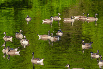 Grey wild goose, cute Water Birds Geese
