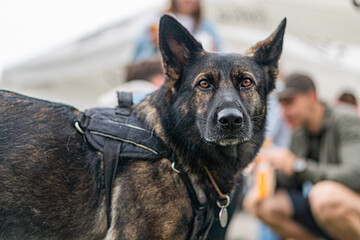 A black and brown German Shepherd dog in focus, attentive with perked ears, wearing a harness or...