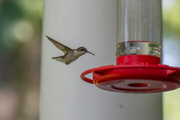 A tiny hummingbird with iridescent green feathers hovers in mid-air, its wings a blur, approaching...