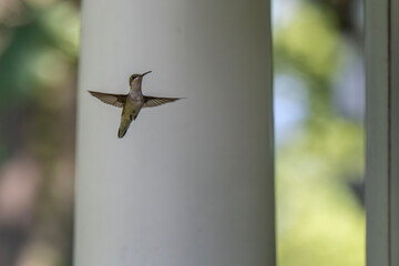 A tiny hummingbird with iridescent green feathers hovers in mid-air, its wings a blur, approaching...