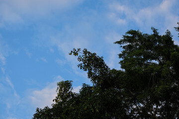 Green Tree Against Blue Sky with White Clouds Nature Scenery