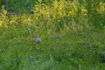 baby rabbit in green meadow