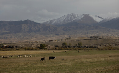 cattle walk through the wide meadow in kyrgyzstan with the tian shan mountain range background