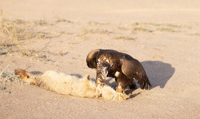 golden eagle hunt down the fox during the falcon