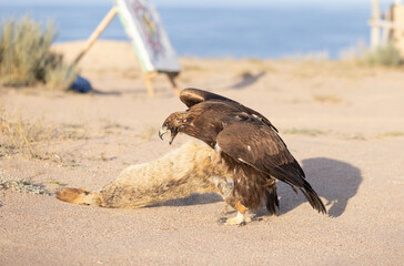 golden eagle hunt down the fox during the falcon