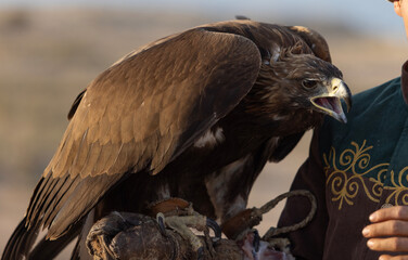 a trained golden eagle as a falconry, is holden by owner