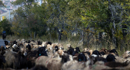 background of herdsman lead the flock of sheeps cross the road in countryside. 