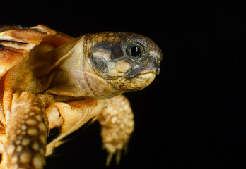 Small turtle close up on black background, for animal protection and environmental research project