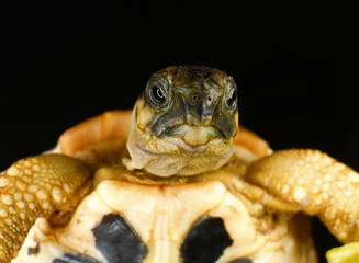 Naklejka premium Small turtle close up on black background, for animal protection and environmental research project
