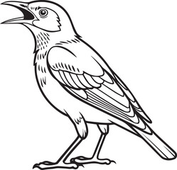 Obraz premium Black and White Jungle Myna Bird Illustration – Detailed Hand-Drawn Style Silhouette of a Myna Perched with Alert Posture – Isolated on White Background for Forest Wildlife and Nature Art Projects