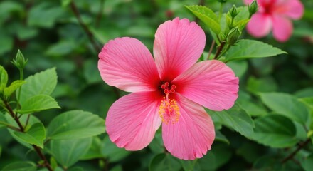Beautiful Pink Hibiscus Flower Blooming in Green Foliage Natural Sunlight Outdoor Garden