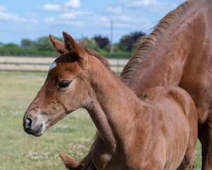 Young and Full of Life: Seven-Day-Old Chestnut Colt Enjoying a Playful Gallop in the Sun