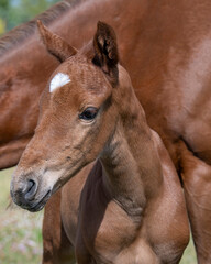 Young and Full of Life: Seven-Day-Old Chestnut Colt Enjoying a Playful Gallop in the Sun