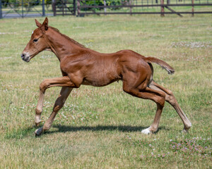 Young and Full of Life: Seven-Day-Old Chestnut Colt Enjoying a Playful Gallop in the Sun