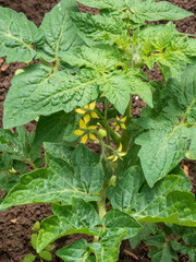 Young Tomato Plant with Yellow Blossoms and Developing Green Fruit