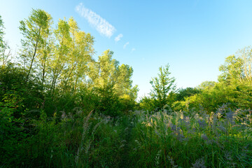 Cow Island nature reserve along the Marne river in Île-de-France Region. Précy-sur-Marne village