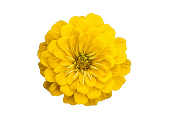 Isolated yellow zinnia flower on transparent background, showing vibrant petals and detailed center. Ideal for botanical designs, floral compositions, or educational purposes.