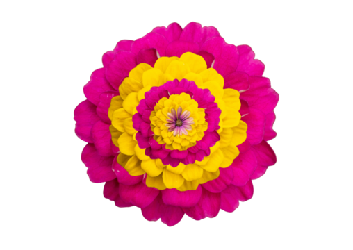 Surreal layered flower composition with colorful concentric petals in pink, yellow, and purple. Artistic botanical design isolated on transparent, perfect for creative projects or prints.