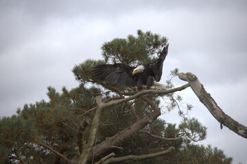 Sea eagle