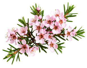 Delicate Pink Waxflower Branch with Green Leaves, isolated on transparent background.