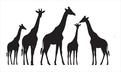 Fototapeta premium A diverse group of giraffes standing together in a line silhouette
