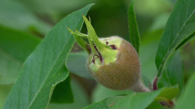 Medlar fruits, ripening (Mespilus germanica) - (4K)