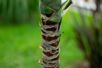 Textured Banana Tree Trunk with Natural Layers and Foliage Backdrop
