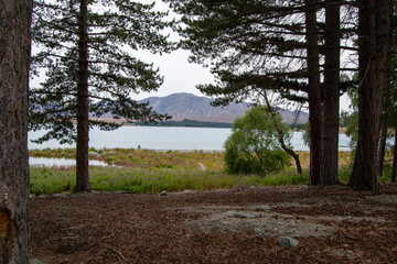 Serene Lakeside View Framed by Pine Trees